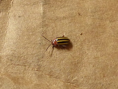 Disonycha admirabila