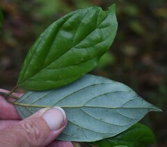 Endiandra hypotephra