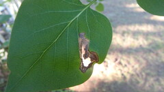 Gracillaria syringella
