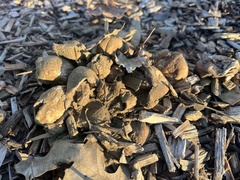 Pisolithus arenarius