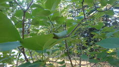 Gracillaria syringella