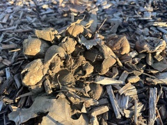 Pisolithus arenarius