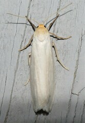 Crambidia xanthocorpa