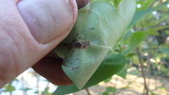 Gracillaria syringella