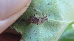 Gracillaria syringella