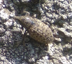 Liophloeus tessulatus