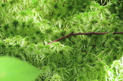 Sphagnum