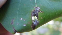 Gracillaria syringella