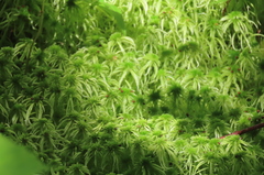 Sphagnum
