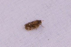 Tachycixius pilosus