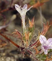 Langloisia setosissima setosissima