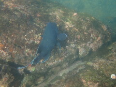 Microspathodon dorsalis