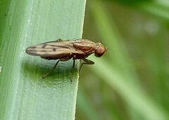 Opomyza petrei