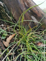 Allium schoenoprasum