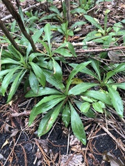 Plantago virginica