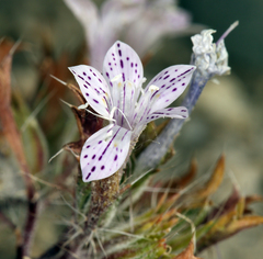 Langloisia setosissima setosissima