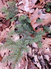 Taxus canadensis