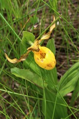 Cypripedium parviflorum pubescens