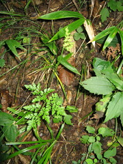 Sceptridium ternatum