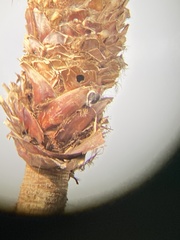 Melanerpes erythrocephalus