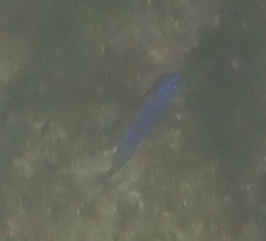 Stegastes acapulcoensis