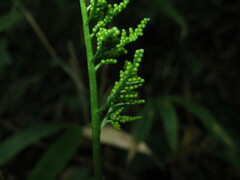 Sceptridium ternatum