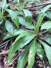 Plantago virginica