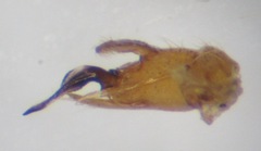 Molophilus griseus