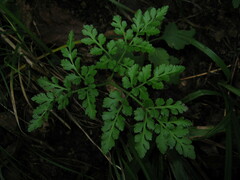 Sceptridium ternatum