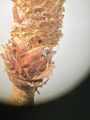 Melanerpes erythrocephalus
