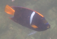 Holacanthus passer