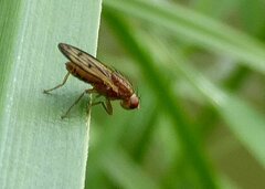 Opomyza petrei