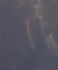 Thalassoma lucasanum