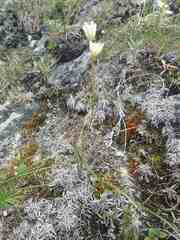 Gagea serotina