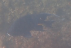 Microspathodon dorsalis