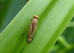 Opomyza petrei