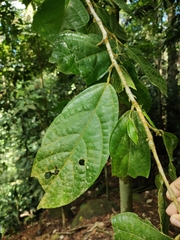 Matisia ochrocalyx