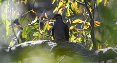 Phaps elegans