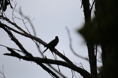 Platycercus caledonicus