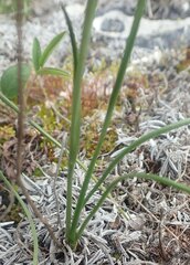 Gagea serotina
