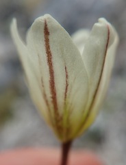 Gagea serotina