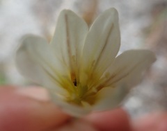Gagea serotina