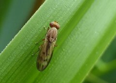 Opomyza petrei
