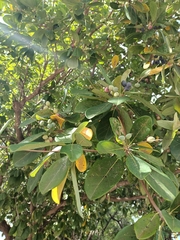 Ficus cotinifolia