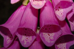 Digitalis purpurea purpurea