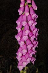 Digitalis purpurea purpurea