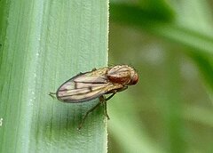 Opomyza petrei