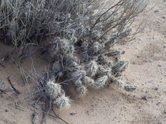 Grusonia clavata