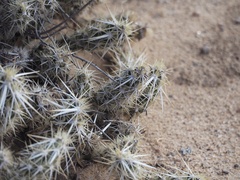 Grusonia clavata