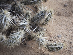 Grusonia clavata